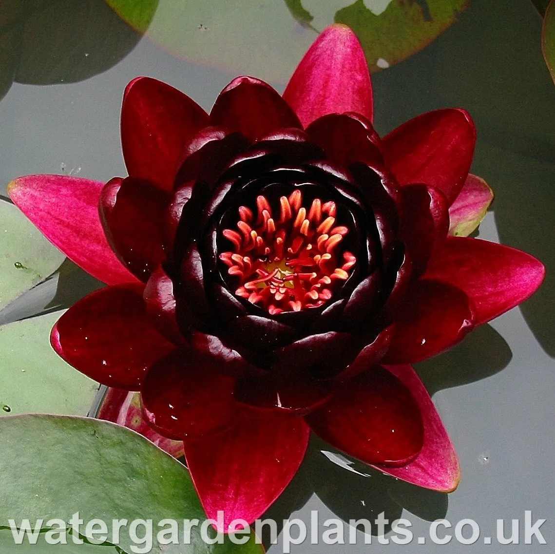 Nymphaea 'Black Princess'