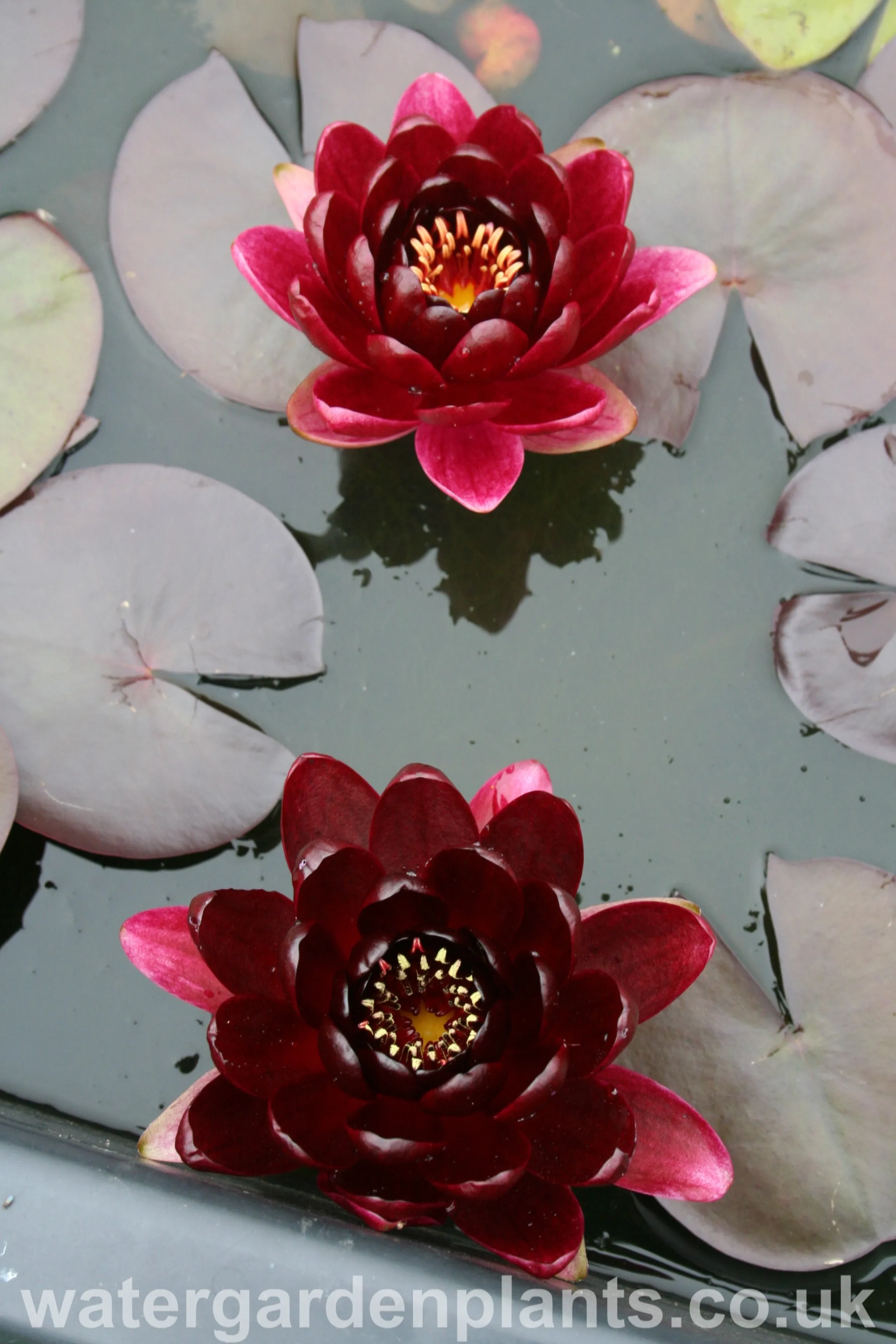 Nymphaea 'Black Princess'