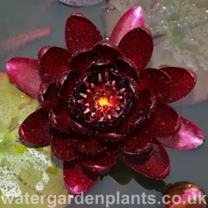 Nymphaea 'Black Princess'