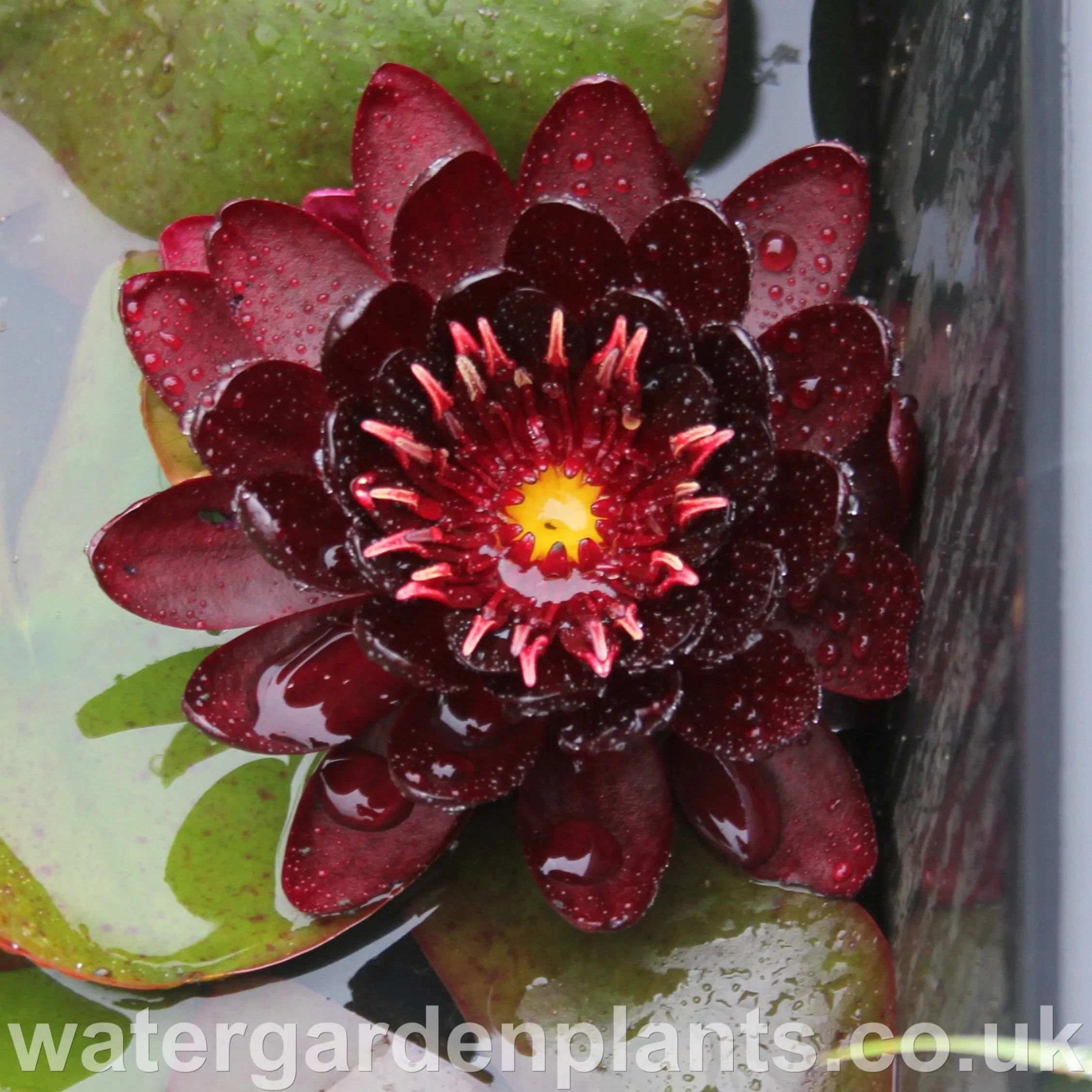 Nymphaea 'Black Princess'