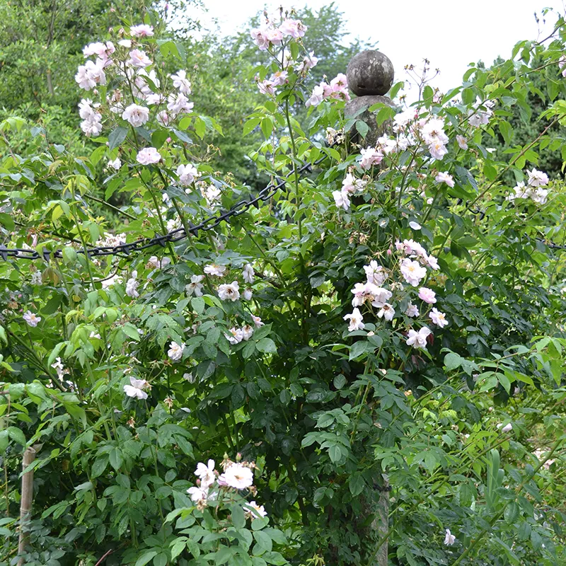 "Hollywood Pink Cluster" Rose (Rosa × noisettiana variety)