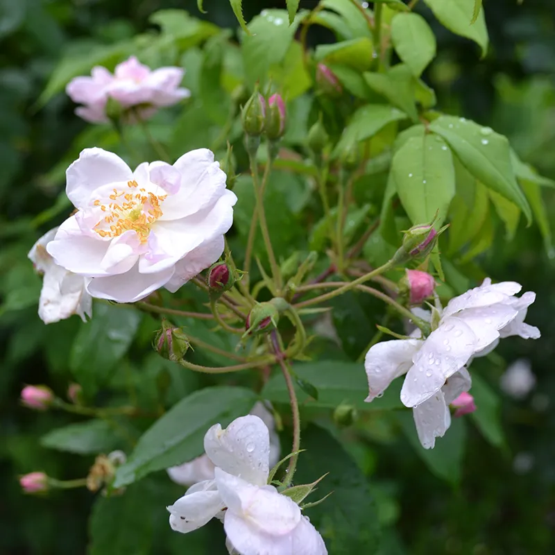 "Hollywood Pink Cluster" Rose (Rosa × noisettiana variety)